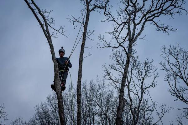 Emergency Tree Cutting Service Available Anytime