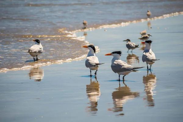 Top-Rated Rentals in South Padre Island for Weekend Getaways