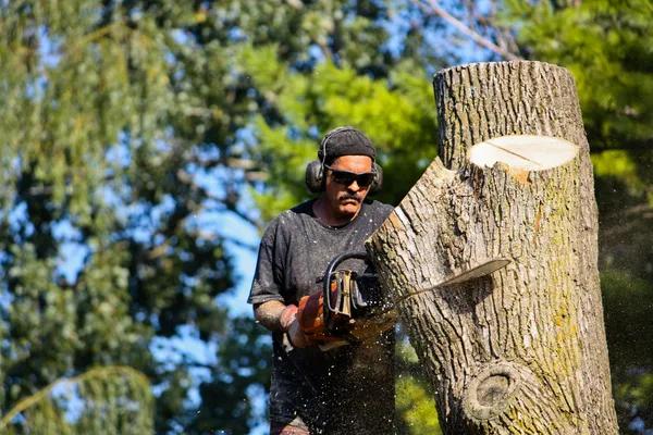 Tree Removal Service Mobile That Makes Tree Care Easy